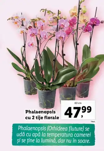 Lidl Phalaenopsis cu 2 tije florale Ofertă