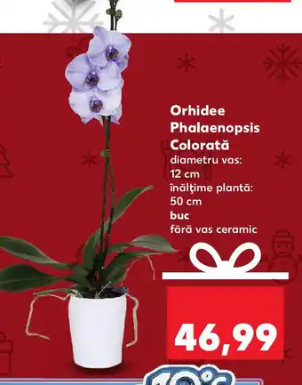 Kaufland Orhidee Phalaenopsis Colorată Ofertă