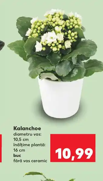 Kaufland Kalanchoe Ofertă