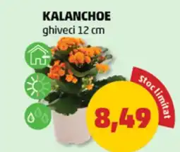 Penny Kalanchoe Ofertă
