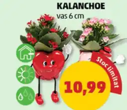 Kalanchoe