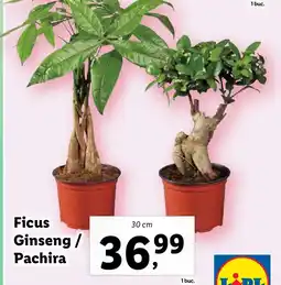 Lidl Ficus Ginseng / Pachira Ofertă