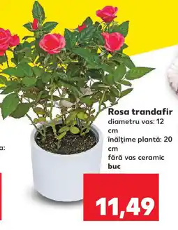 Kaufland Rosa trandafir Ofertă