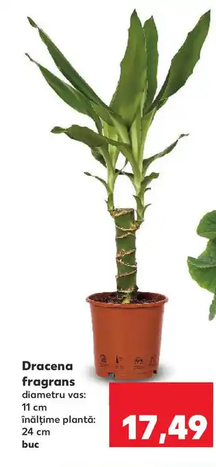 Kaufland Dracena fragrans Ofertă