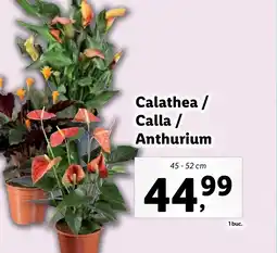 Lidl Calathea / Calla / Anthurium Ofertă