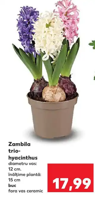 Kaufland Zambila trio- hyacinthus Ofertă