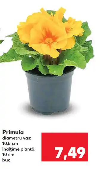 Kaufland Primula Ofertă