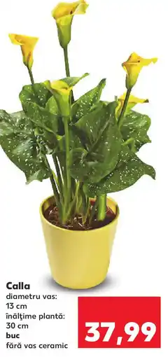Kaufland Calla Ofertă