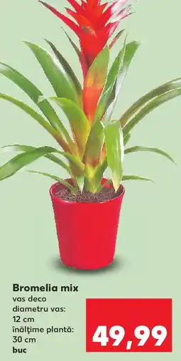 Kaufland Bromelia mix Ofertă