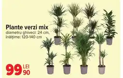 Carrefour Plante verzi mix Ofertă