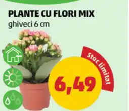 Penny Plante cu flori mix Ofertă