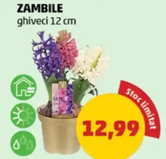 Penny Zambile Ofertă