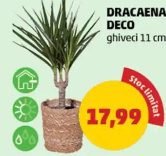 Penny Dracaena deco Ofertă