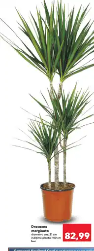 Kaufland Dracaena marginata Ofertă