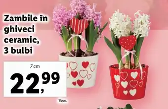 Lidl Zambile în ghiveci ceramic, 3 bulbi Ofertă