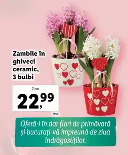 Lidl Zambile în ghiveci ceramic, 3 bulbi Ofertă