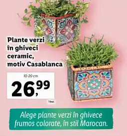 Lidl Plante verzi în ghiveci ceramic, motiv Casablanca Ofertă