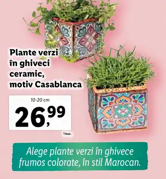 Lidl Plante verzi în ghiveci ceramic, motiv Casablanca Ofertă