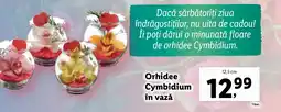 Lidl Orhidee Cymbidium în vazǎ Ofertă