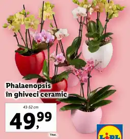 Lidl Phalaenopsis în ghiveci ceramic Ofertă