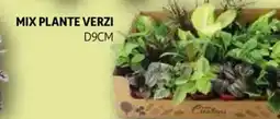 Auchan Mix plante verzi Ofertă