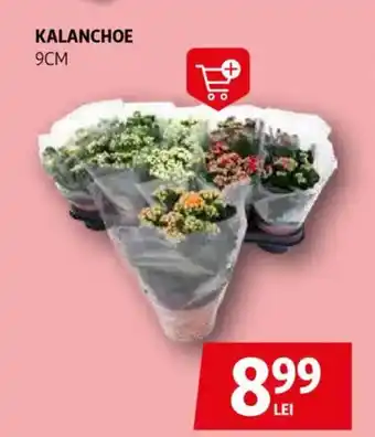 Auchan Kalanchoe Ofertă