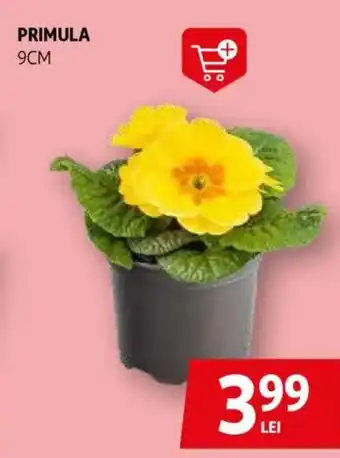 Auchan Primula Ofertă