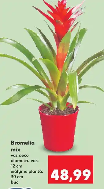 Kaufland Bromelia mix Ofertă