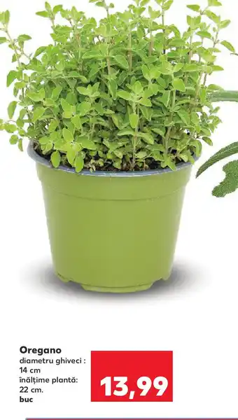 Kaufland Oregano Ofertă