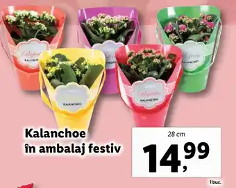 Lidl Kalanchoe în ambalaj festiv Ofertă