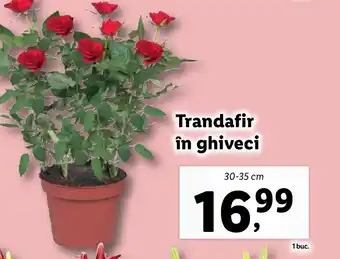 Lidl Trandafir în ghiveci Ofertă