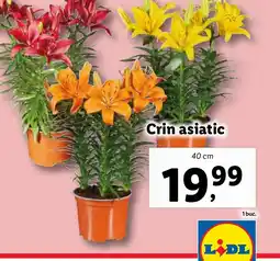 Lidl Crin asiatic Ofertă