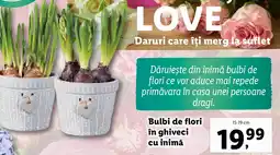 Lidl Bulbi de flori în ghiveci cu inimă Ofertă