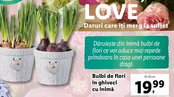 Lidl Bulbi de flori în ghiveci cu inimă Ofertă