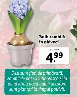 Lidl Bulb zambilă în ghiveci Ofertă