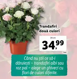 Lidl Trandafiri două culori Ofertă