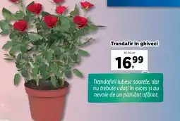 Lidl Trandafir în ghiveci Ofertă