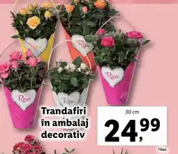 Lidl Trandafiri in ambalaj decorativ Ofertă