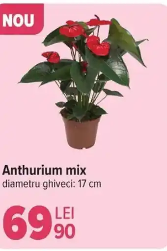 Carrefour Anthurium mix Ofertă