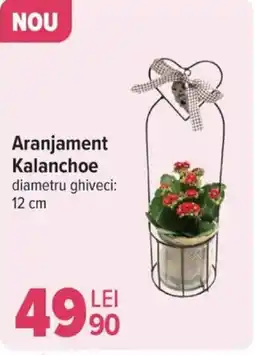 Carrefour Aranjament Kalanchoe Ofertă