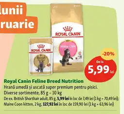 Fressnapf Royal Canin Feline Breed Nutrition Ofertă