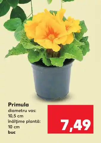 Kaufland Primula Ofertă