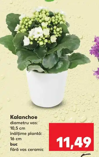 Kaufland Kalanchoe Ofertă