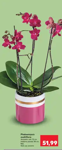 Kaufland Phalaenopsis multiflora Ofertă