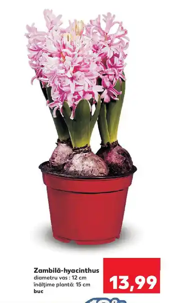 Kaufland Zambilǎ-hyacinthus Ofertă