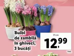 Lidl Bulbi de zambilǎ în ghiveci, 3 bucăţi Ofertă