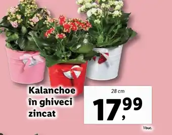 Lidl Kalanchoe in ghiveci zincat Ofertă