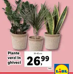 Lidl Plante verzi în ghiveci Ofertă