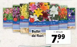 Lidl Bulbi de flori Ofertă