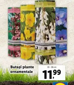 Lidl Butaşi plante ornamentale Ofertă